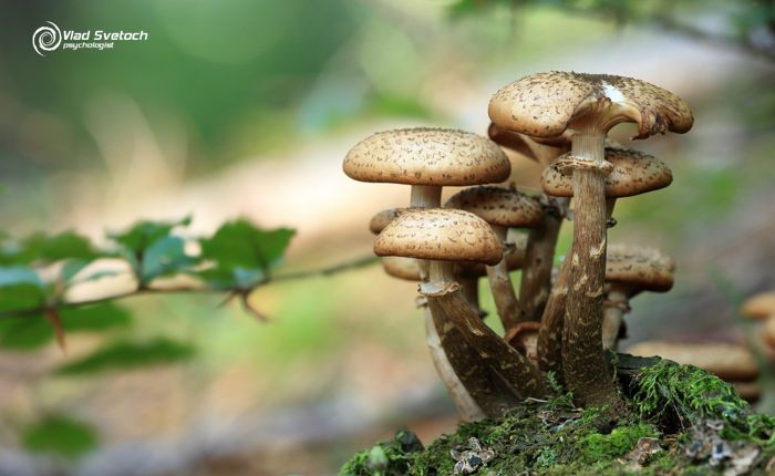 Правда ли, что грибы помогают против рака?